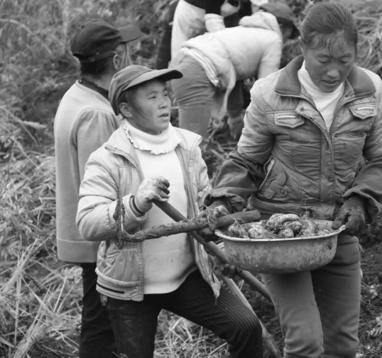 唐朝暉丨消失的合作社又回來(lái)了